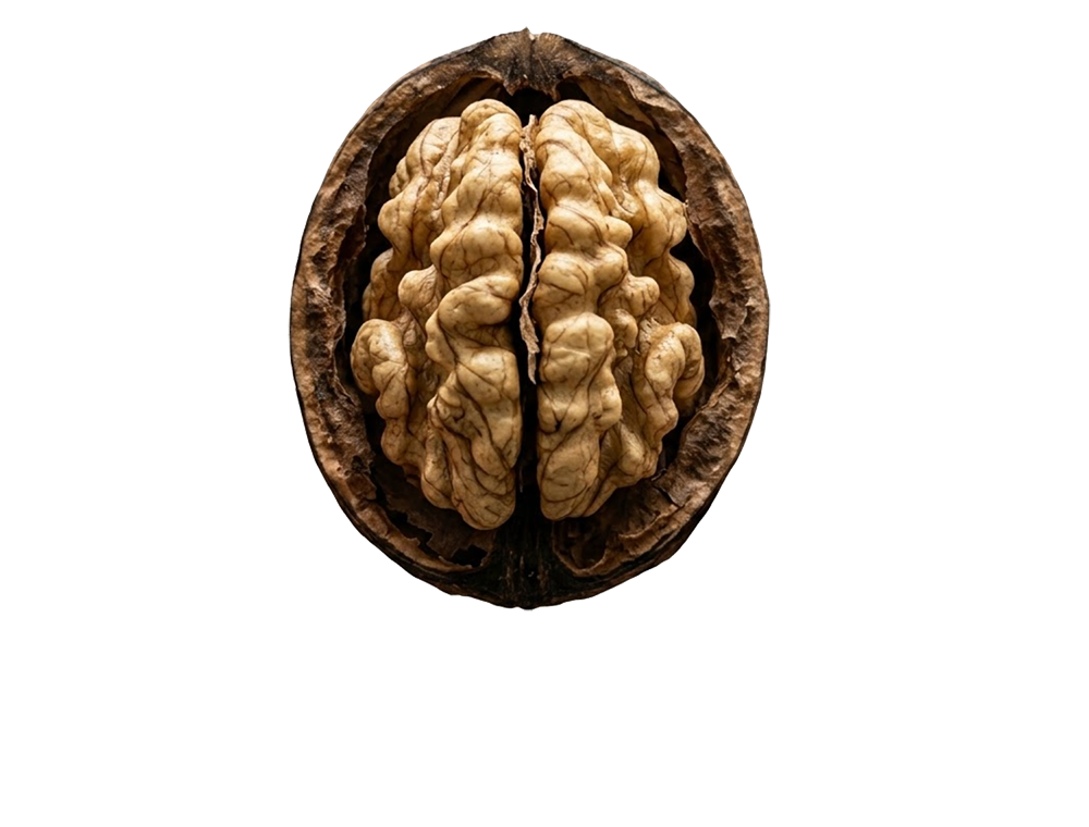 Beyond the Fog: The 2026 Guide to the Top 10 Brain Supplements for Focus and Drive