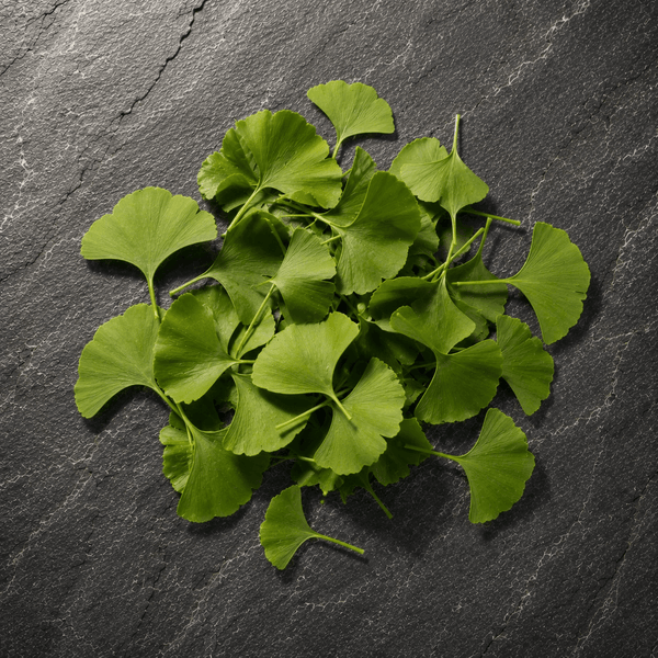 Ginkgo Biloba