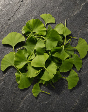 Ginkgo Biloba